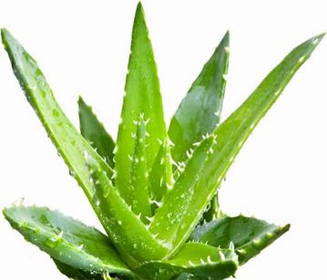 Aloe vera in category of spices and herbs