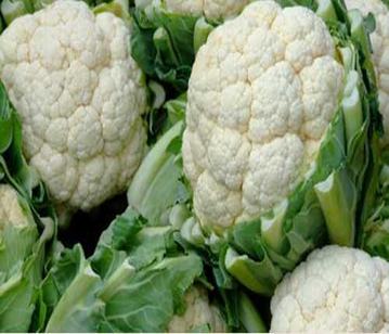 Cauliflower in category of vegetables