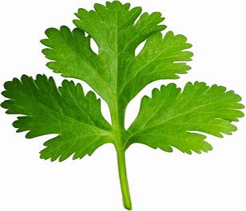 Coriander Leaves in category of vegetables