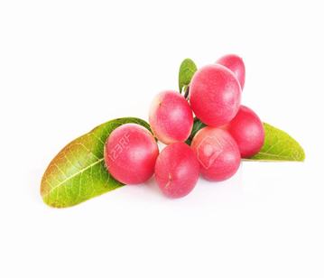 Cranberry in category of vegetables