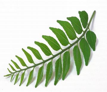 Curry Leaves in category of spices and herbs
