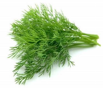 Dill in category of vegetables