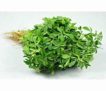 Fenugreek Leaves in category of spices and herbs