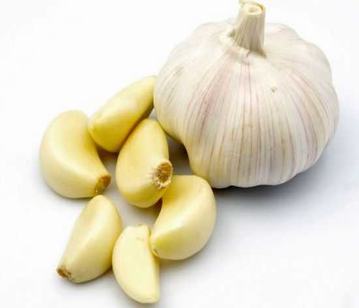 Garlic in category of spices and herbs