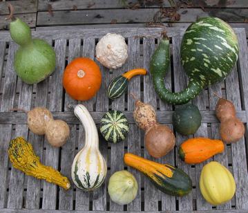 Gourd in category of vegetables