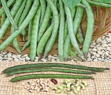 Lobia Bean Pods in category of vegetables