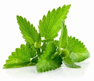 Mint in category of spices and herbs