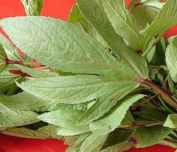 Red Sorrel Leaves in category of vegetables