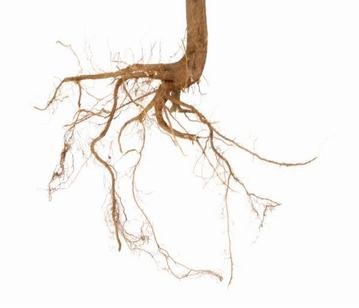 Root in category of vegetables