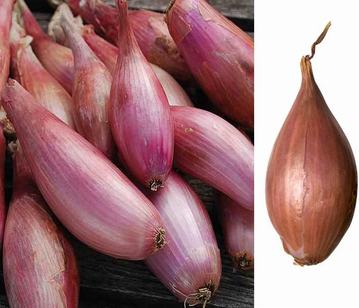 Shallot in category of vegetables