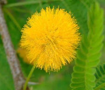 Acacia Flower