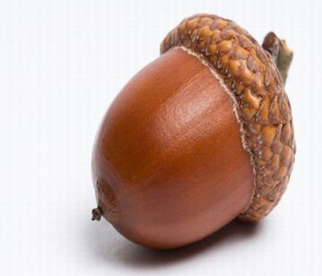 Acorn in category of fruits
