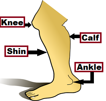 Ankle in category of Parts of Body
