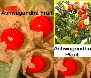 Ashwagandha in category of spices and herbs