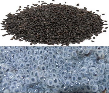 Basil Seeds in category of spices and herbs