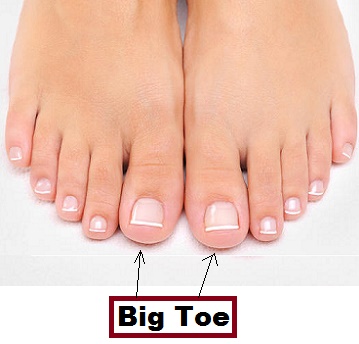 Big Toe in category of Parts of Body