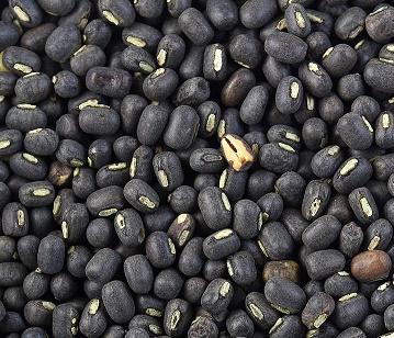 Black Gram in category of grains and pulses