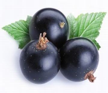 Black-currant in category of fruits