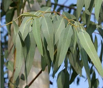 Blue Gum in category of spices and herbs
