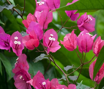 Bougainvillea Flower