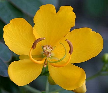 Cassia Flower