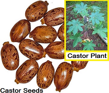Castor Seeds in category of spices and herbs