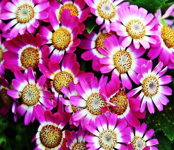 Cineraria Flower