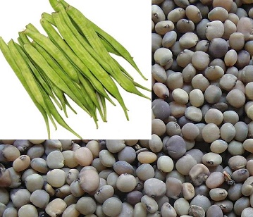 Cluster Bean Seeds in category of grains and pulses