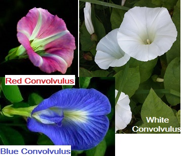 Convolvulus in category of spices and herbs