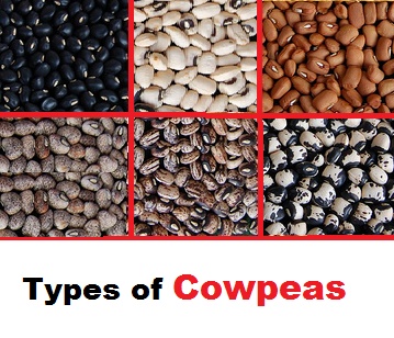 Cowpeas Types in category of grains and pulses