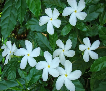 Crape Jasmine Flower