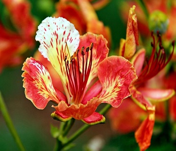 Delonix Regia Flower