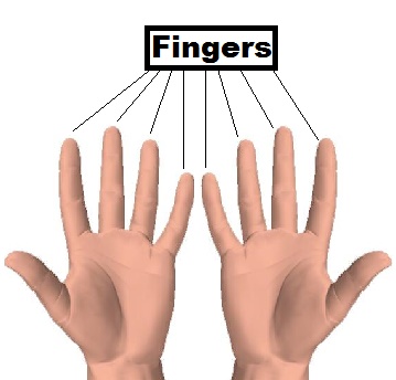 Fingers in category of Parts of Body