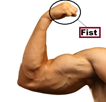 Fist in category of Parts of Body