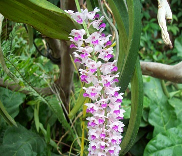 Foxtail Orchid