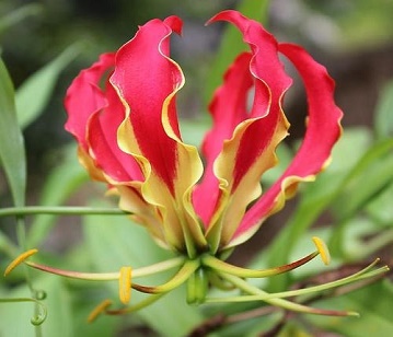 Gloriosa Lily Flower