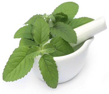 Holy Basil Leaves in category of spices and herbs