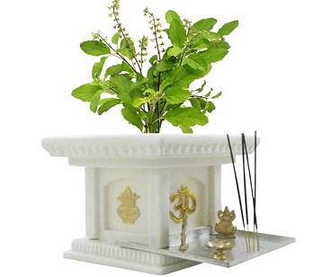 Holy Basil Plant in category of spices and herbs