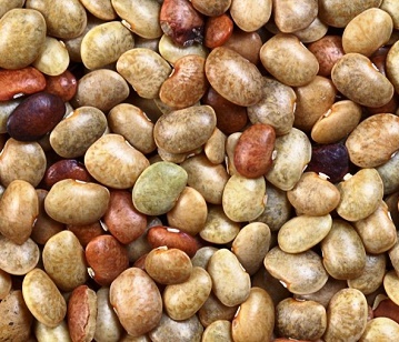 Hourse Bean in category of spices and herbs