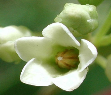 Indian Hemp Flower
