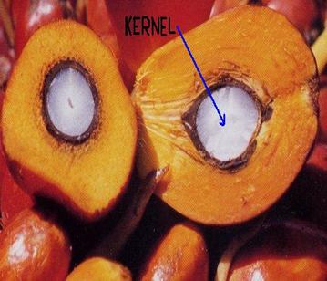 Kernel of fruits