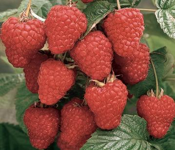 Loganberry in category of fruits