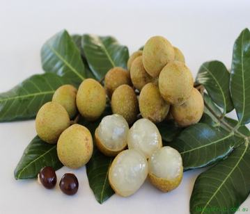 Longan in category of fruits