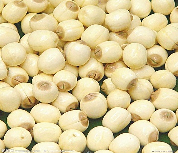 Lotus Seeds in category of spices and herbs