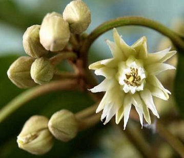 Medlar Flower