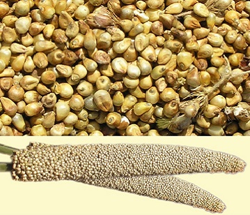 Millet in category of grains and pulses