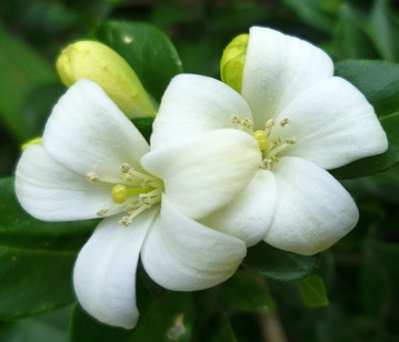 Murraya Flower