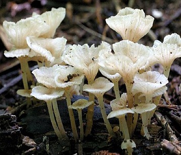 Mushroom Flower