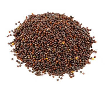 Mustard Seeds in category of spices and herbs