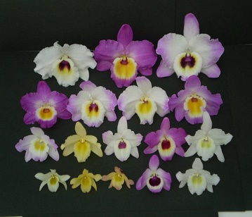 Nobile Orchid Flowers